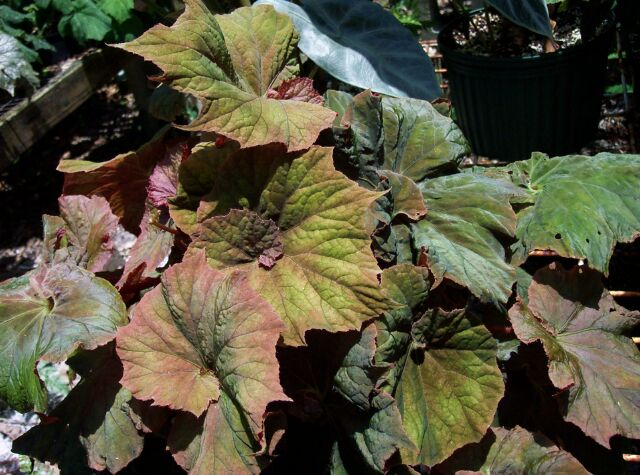 B. ‘Cora Miller’